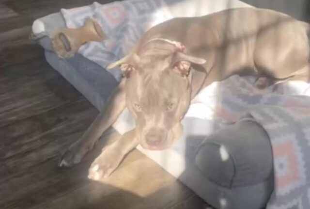 La Pitbull solitaria si fa finalmente un’amica e si rifiuta di lasciarla anche soltanto per un momento