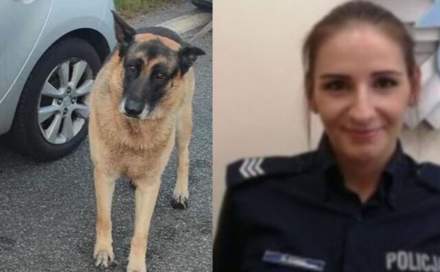 Era fermo in una strada trafficata, terrorizzato: questo cane è stato aiutato da una poliziotta con un enorme cuore