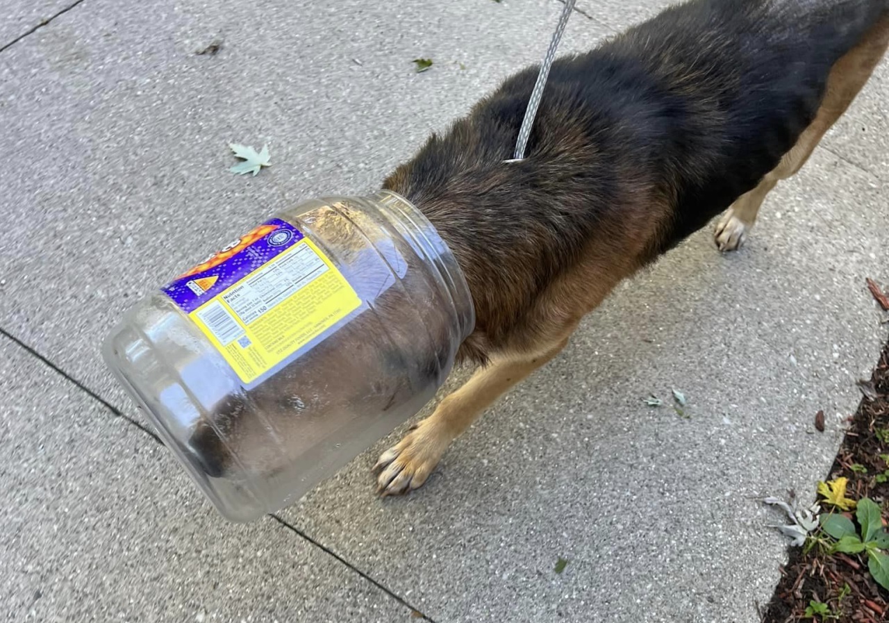 Cane cammina con un barattolo in testa