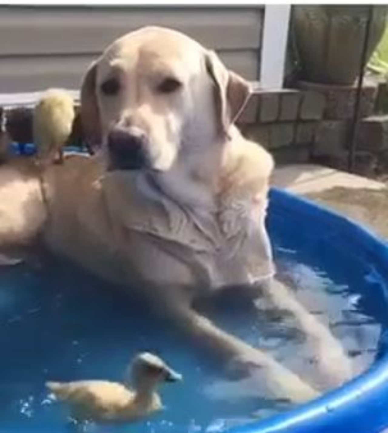 un cane con delle paperelle