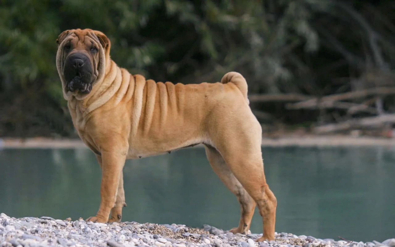 cane sulla spiaggia