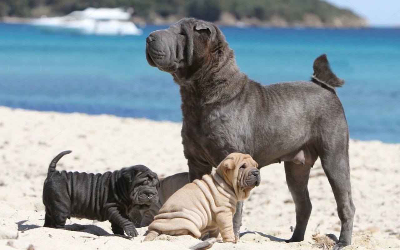 mamma con i suoi cuccioli