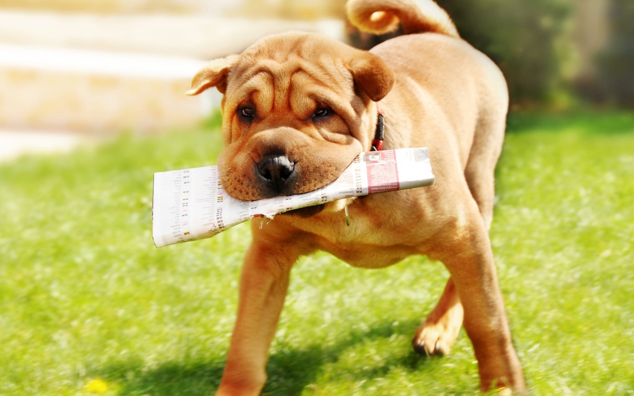 cane che gioca con un giornale