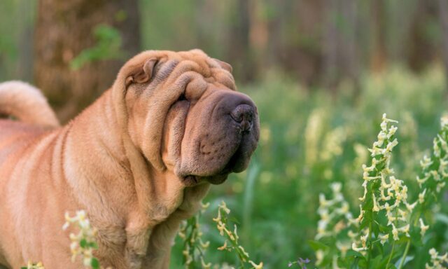 Tutto quello che c’è da sapere sul carattere dello Sharpei