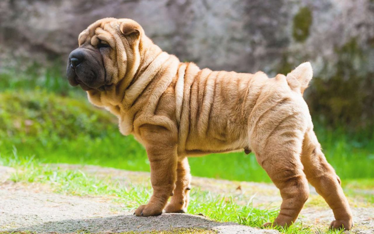 cane con il corpo ricoperto di rughe