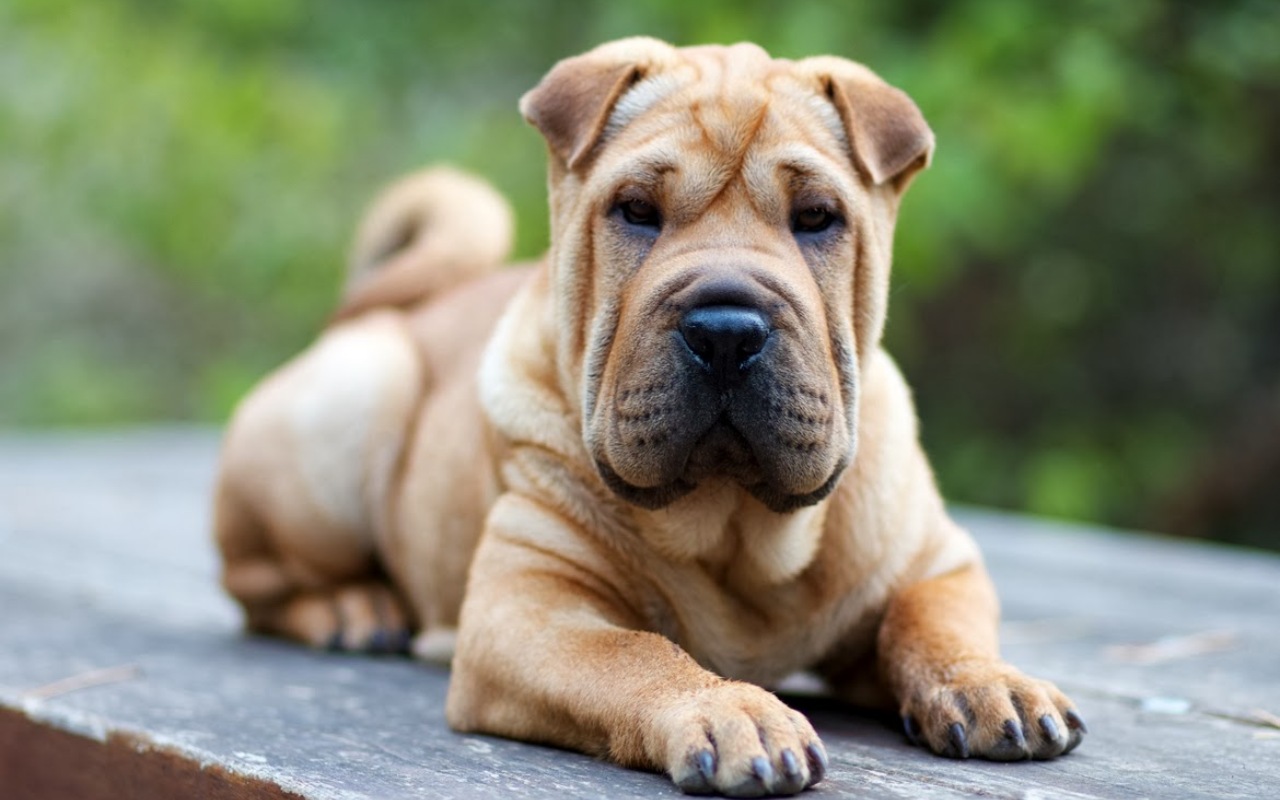 cane disteso su una panchina di legno