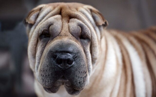 Sharpei in casa: cosa sapere e cosa evitare per una convivenza perfetta