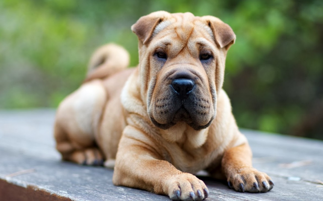 cane disteso su un tavolo di legno