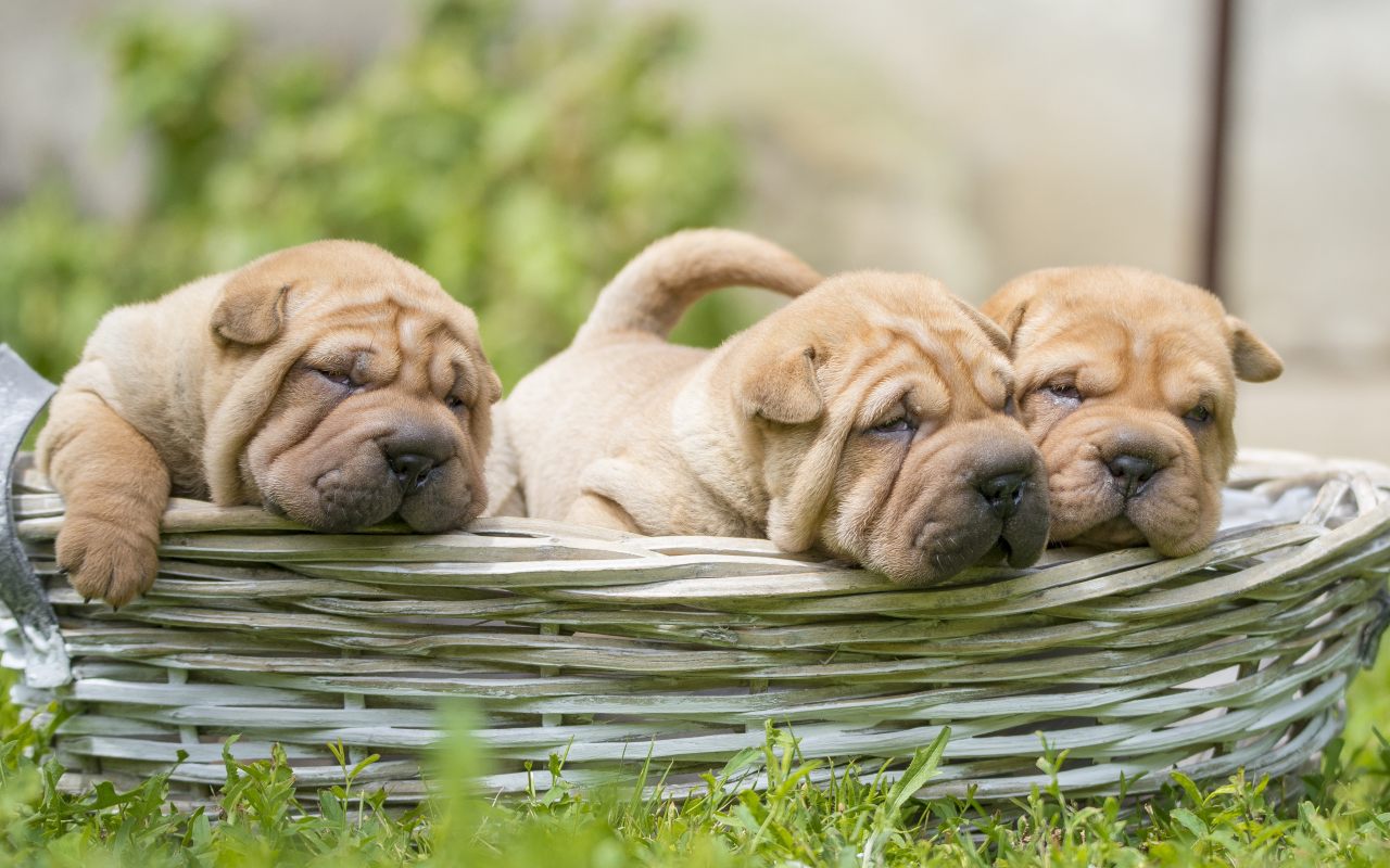 cuccioli in una cesta