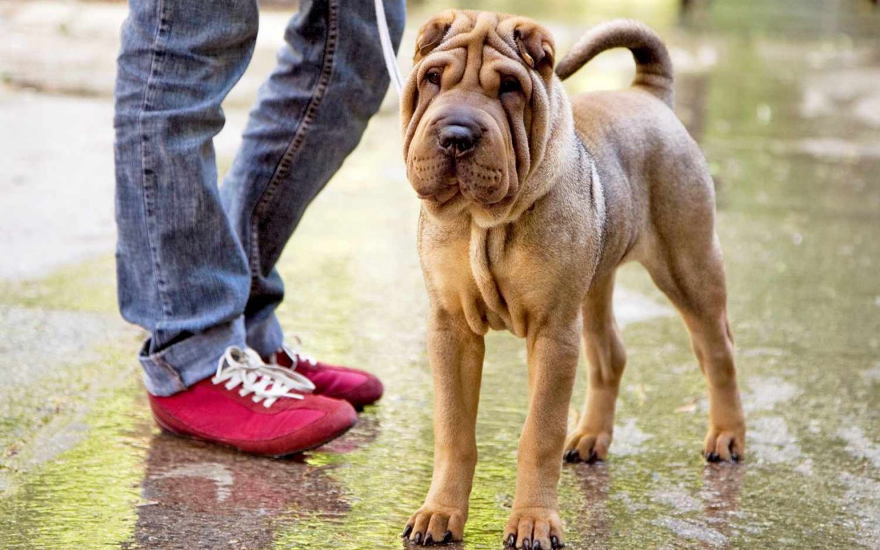 cane che fa una passeggiata