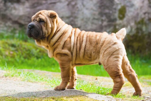 Sharpei, costo e mantenimento: cosa sapere prima di prenderne uno