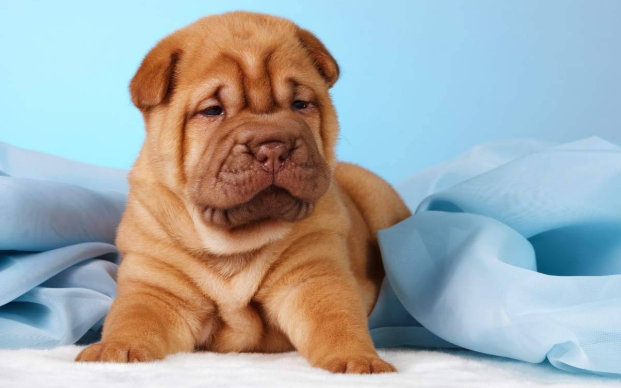 cucciolo di sharpei