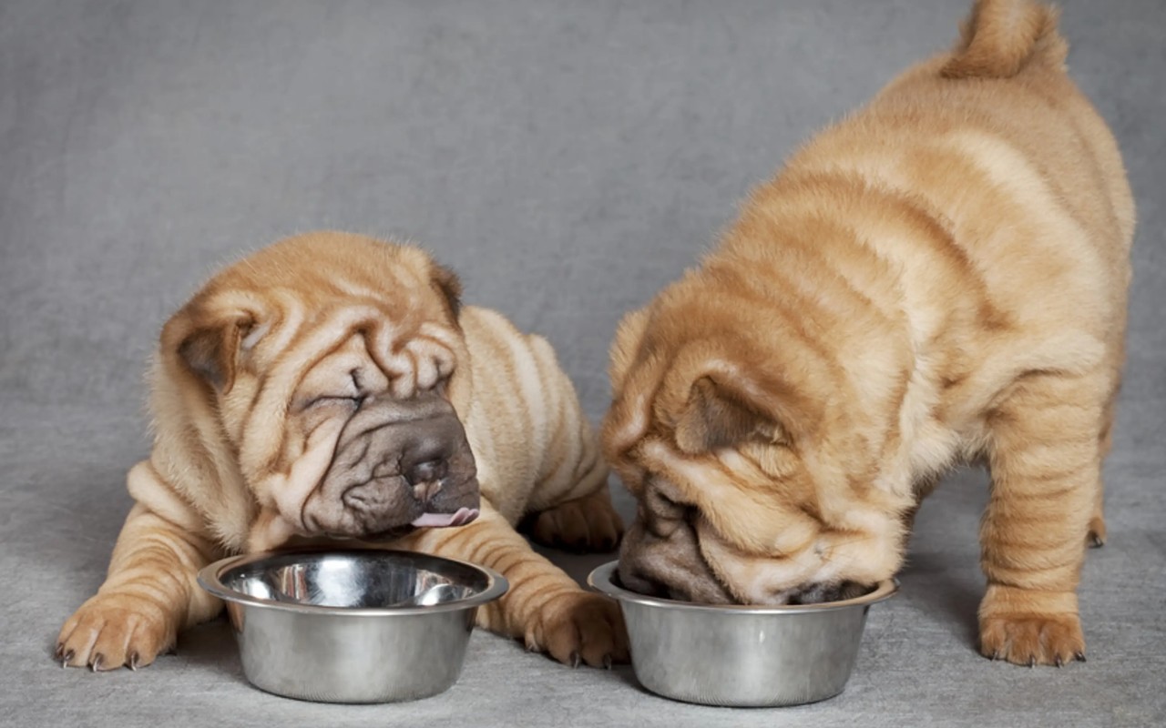 cagnolini che mangiano la pappa