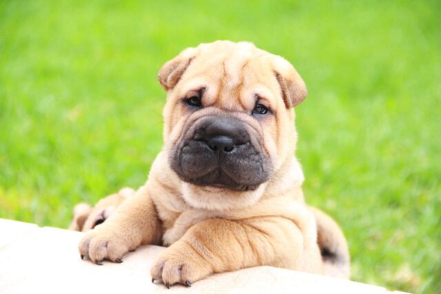 Sharpei cucciolo: cosa sapere sugli adorabili piccoli di questa razza