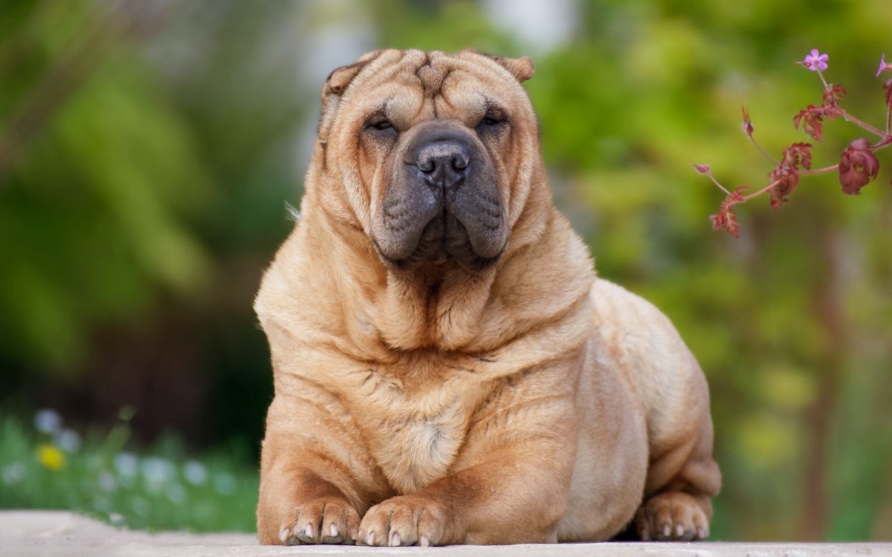 cane disteso per terra