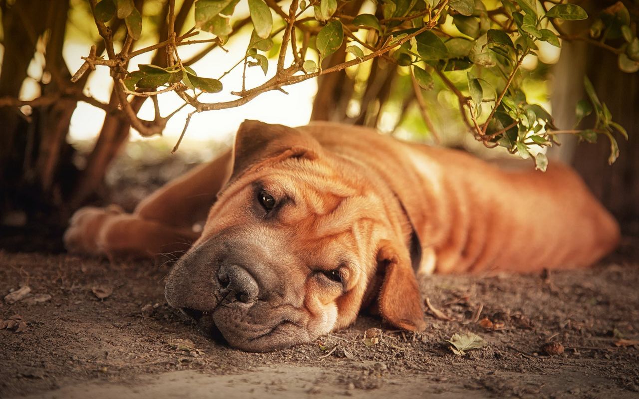 cane disteso per terra