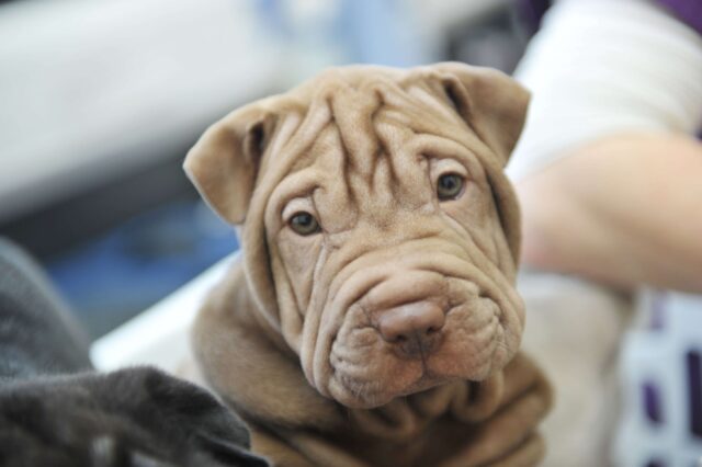 Sharpei, malattie: patologie comuni e come mantenerlo al meglio