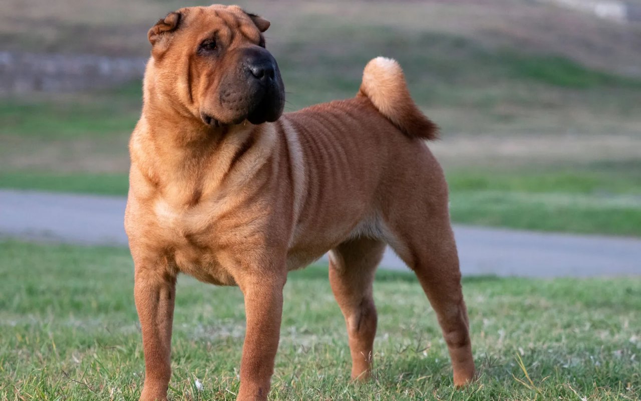 cane sharpei