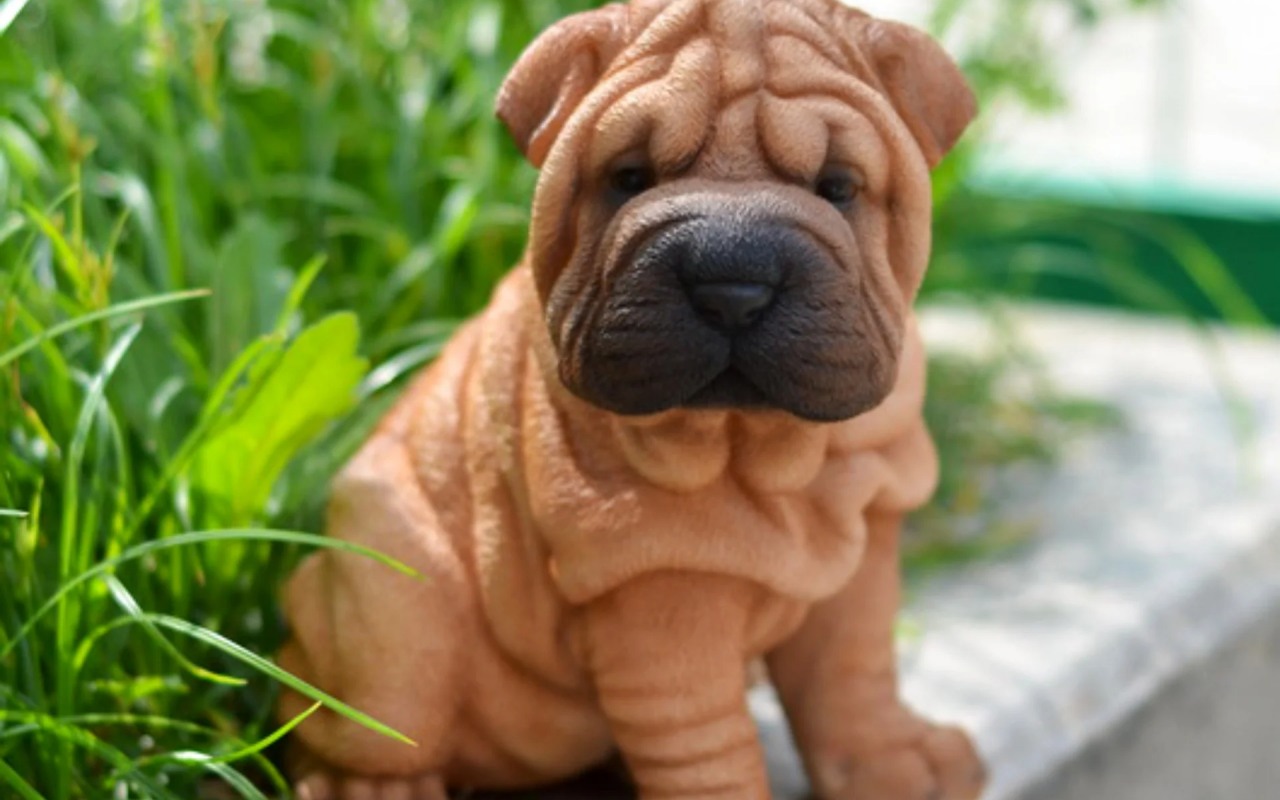 cucciolo di sharpei