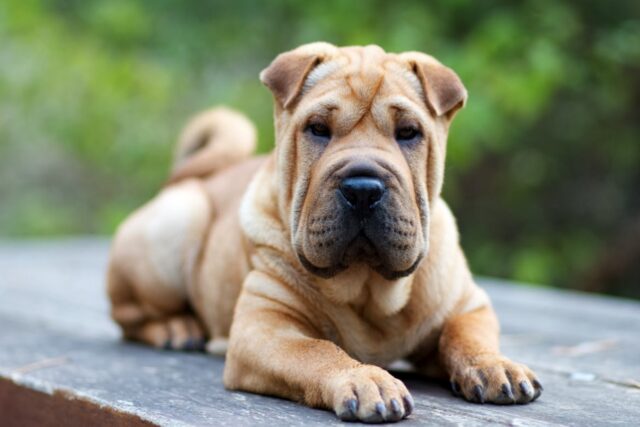 Sharpei nano: caratteristiche e peculiarità della razza