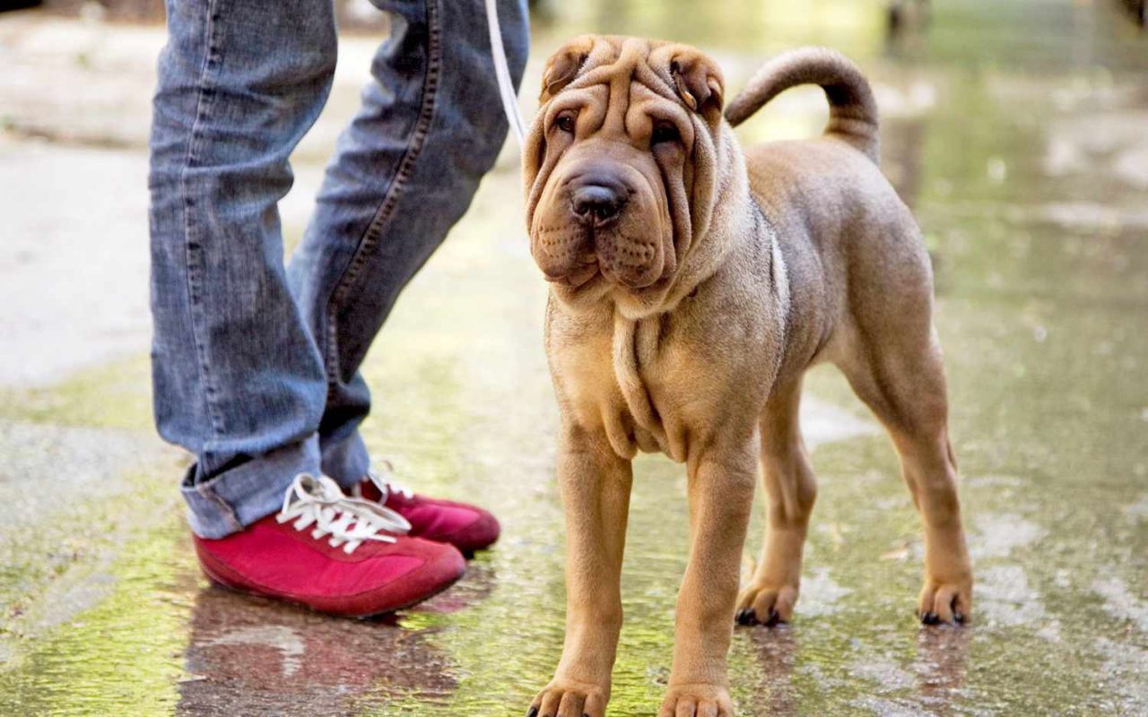 cane al guinzaglio