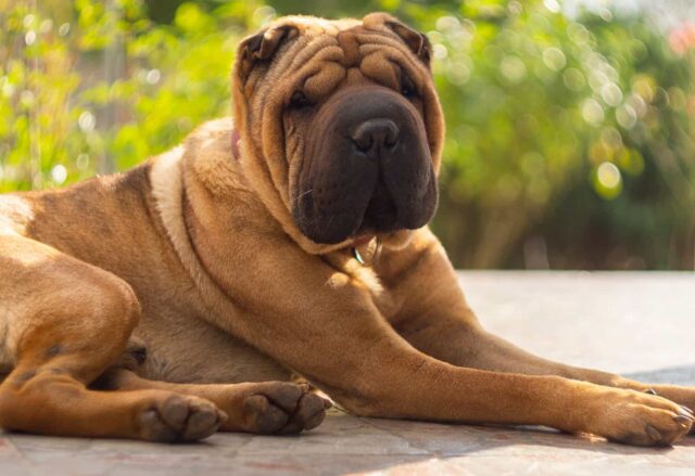 Sharpei, quanto vive: età media e cosa sapere sulla sua longevità