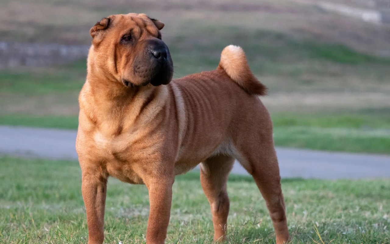 cane sul prato