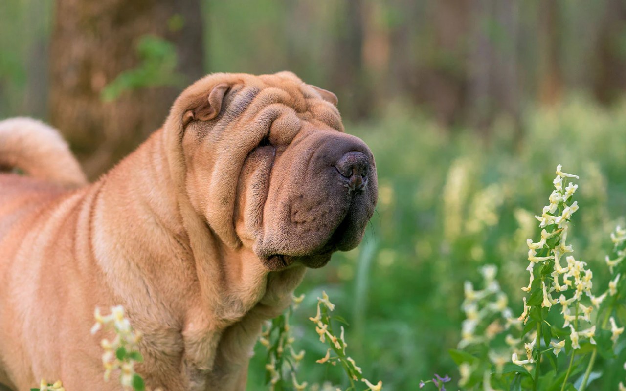 cane con il muso corto