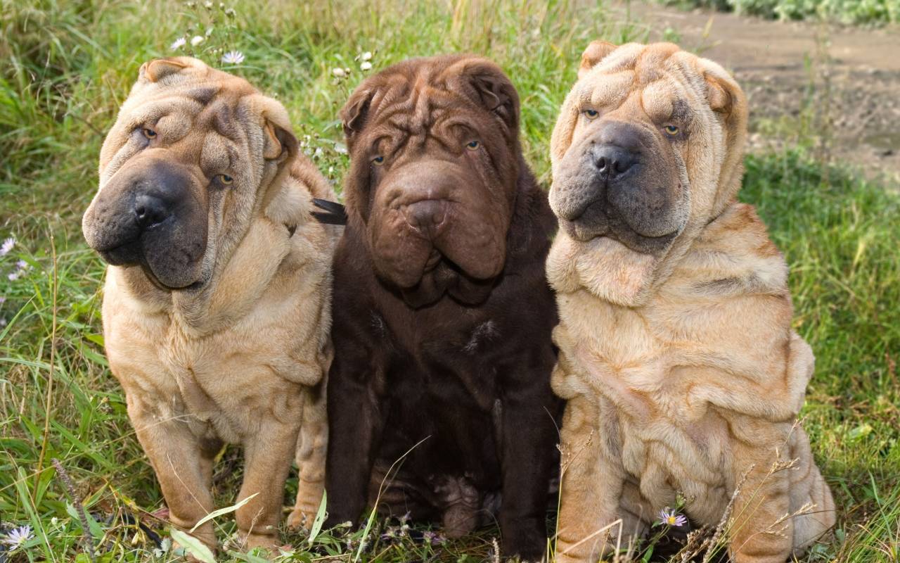 cani di razza sharpei