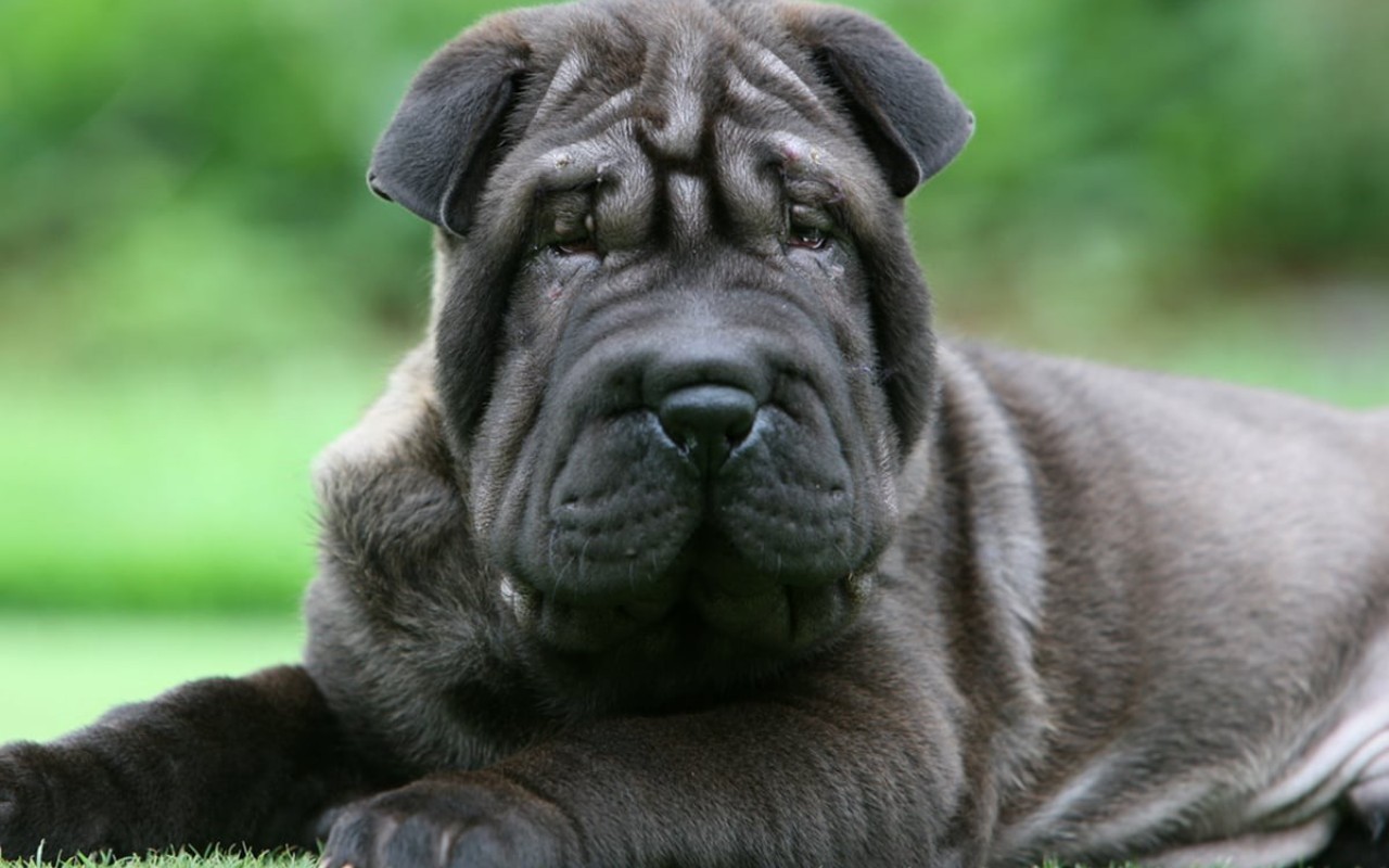 sharpei di colore nero