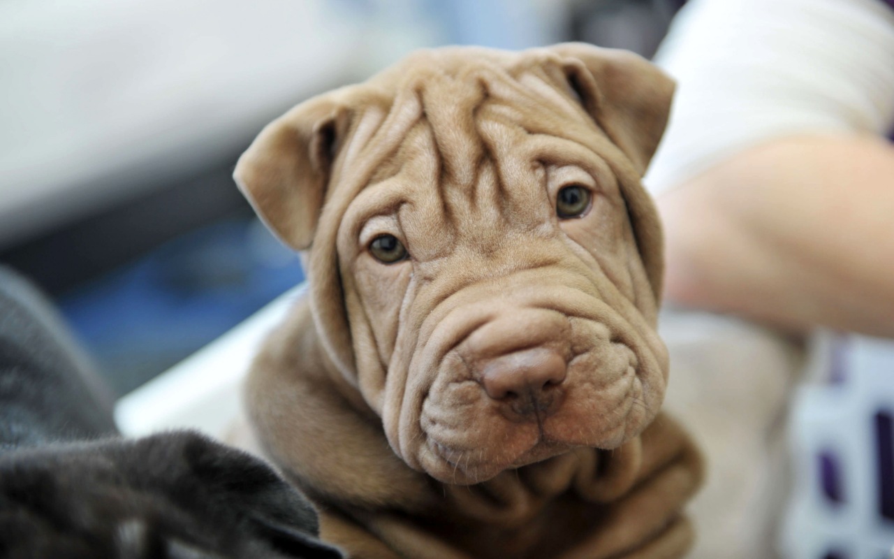 cagnolino sharpei