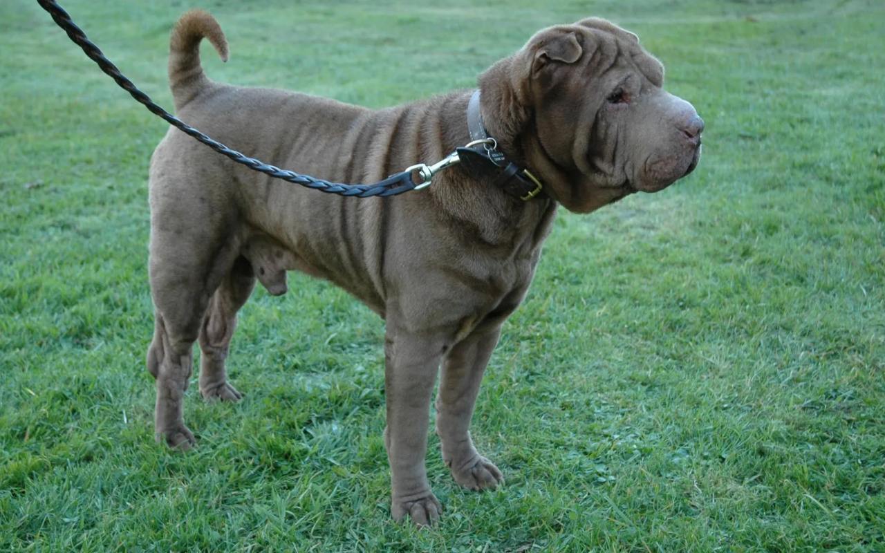 cane sharpei nero