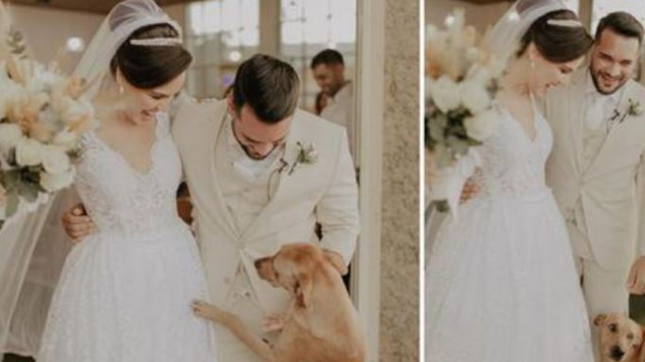 un cane ad un matrimonio