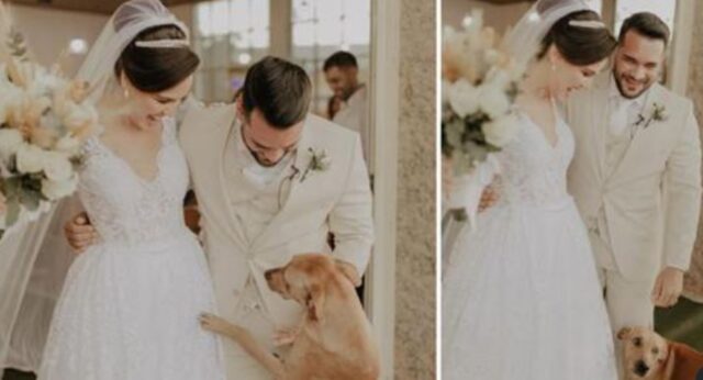 La coppia si sposa: nel giorno più felice della loro vita arriva un cane intruso che cambia i loro piani