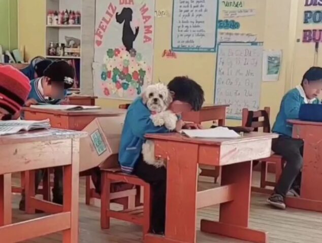 Studente a scuola con il cane Pequeña: il motivo è commovente