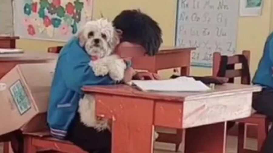 Cane sul banco di scuola