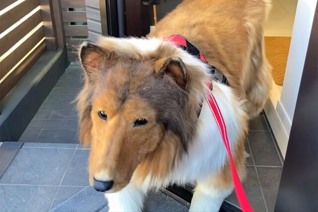 Uomo travestito da cane a Tokyo si lamenta: i veri cani non lo considerano un loro simile