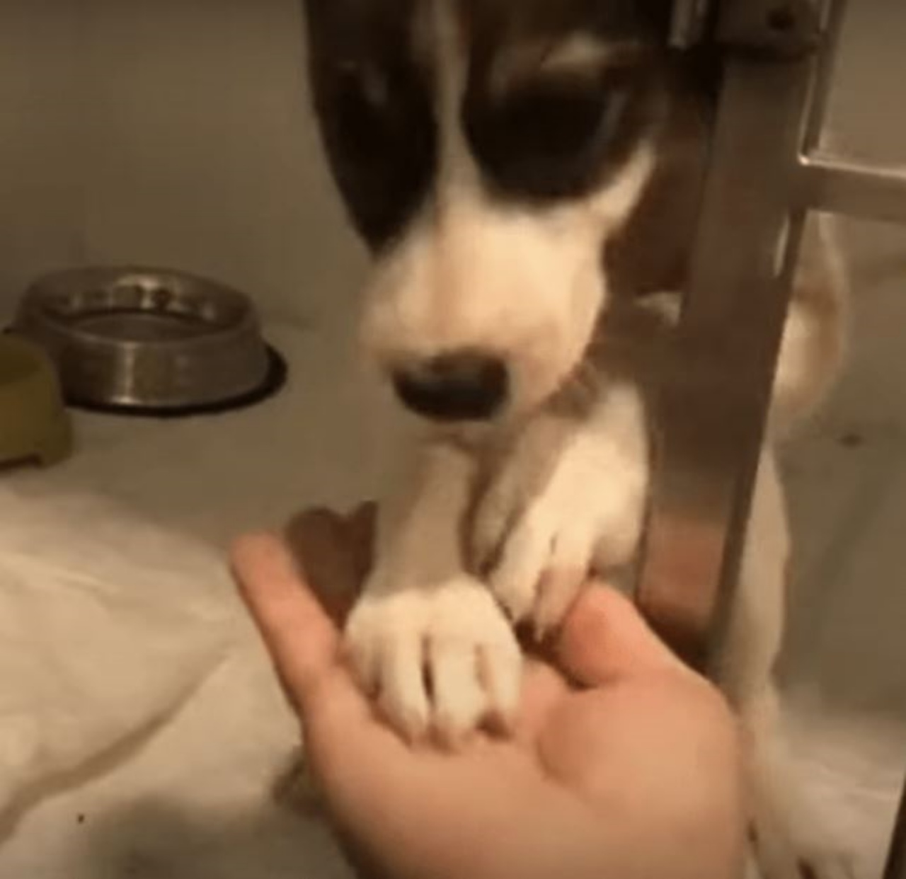 un cane in una clinica veterinaria