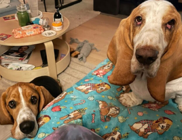 5 foto di cani affamati che non vedono l’ora che venga servita la loro adoratissima pappa