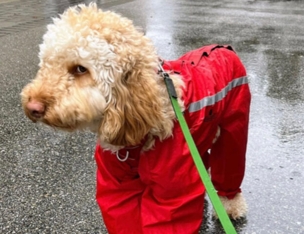 5 foto di cani che non sono per niente contenti di aver fatto una passeggiata sotto la pioggia