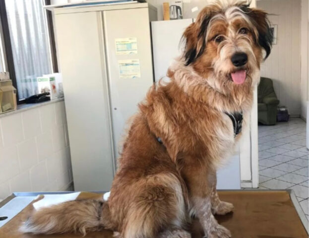 5 foto di cani dal veterinario che vi faranno comprendere tutte le loro emozioni