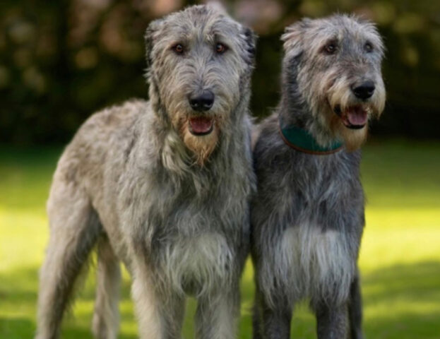 5 foto di cani grandi, alti e grossi che però vi faranno amare le razze di questa taglia