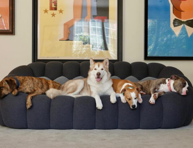 5 foto di cani pigri che non hanno alcuna intenzione di muoversi dalla loro (comodissima) posizione
