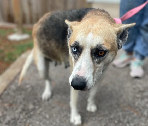 Abbandonato come un sacco di spazzatura alla stazione di servizio, questo cane anziano era del tutto solo