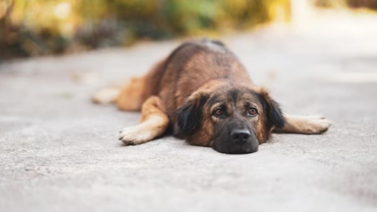 denuncia maltrattamento cane