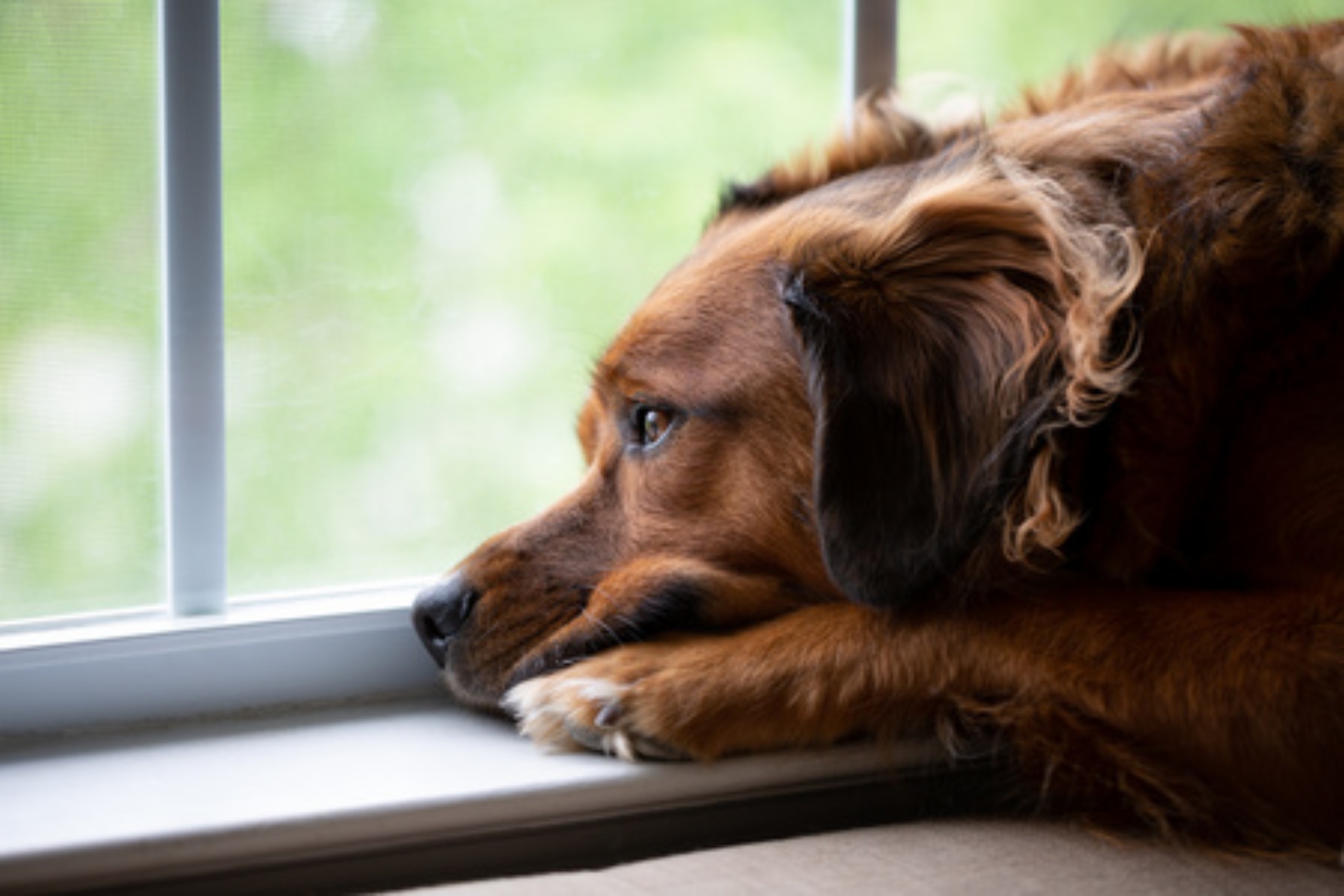 Cupramontana denuncia per cane abbandonato