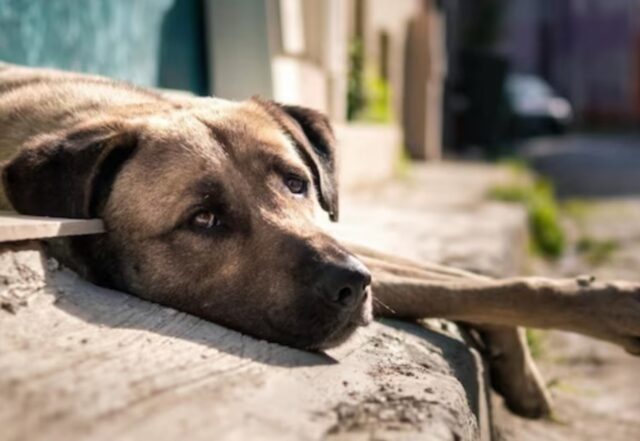 Abbandonato e morto di stenti: in una città d’Italia parte la denuncia contro una famiglia che ha lasciato il suo cane