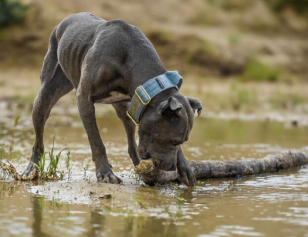 Allenatissimi: queste 5 foto di cani muscolosi vi faranno venire voglia di andare in palestra