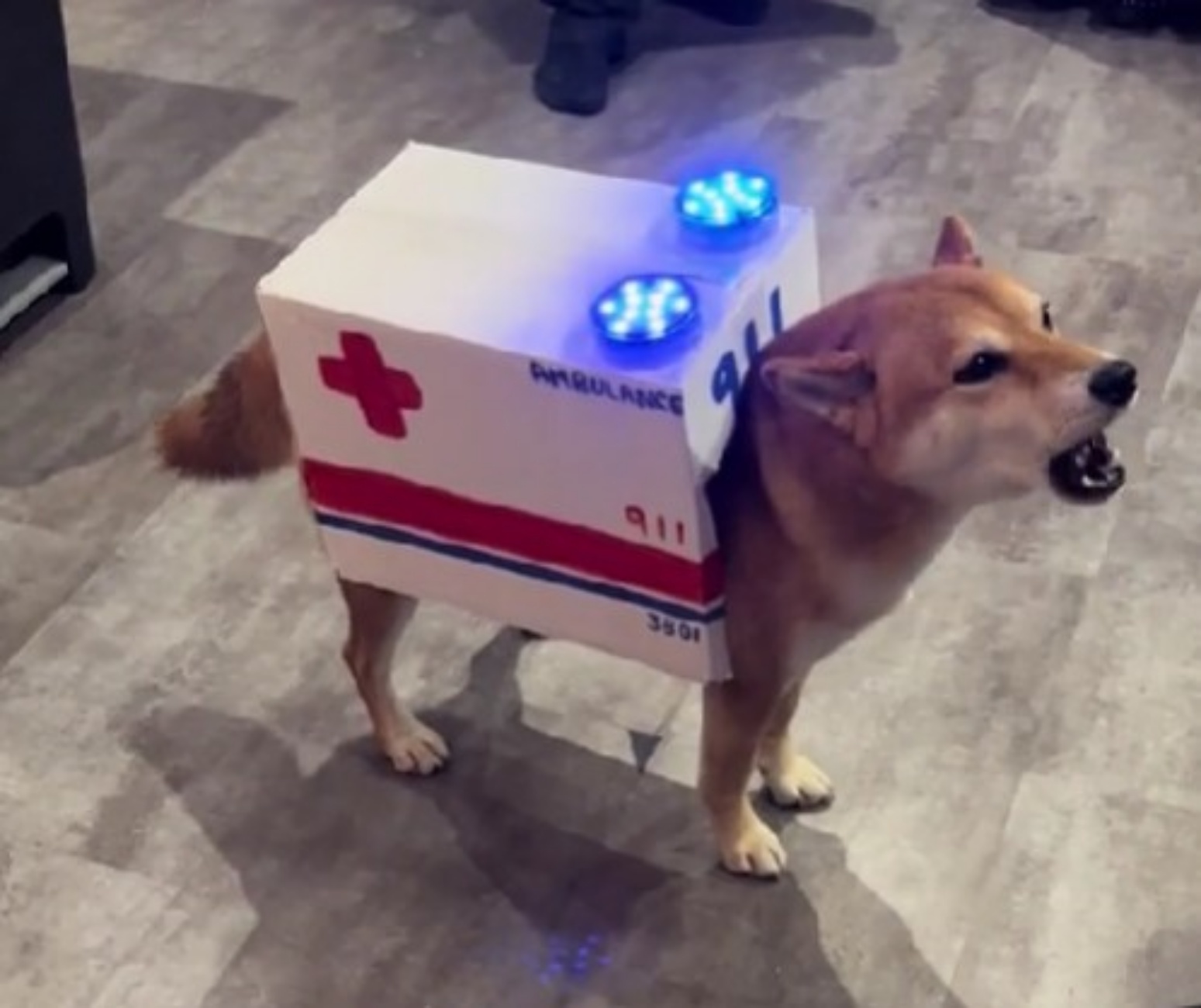 cane vestito da ambulanza