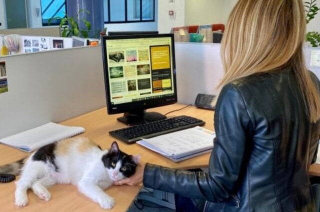Cani e gatti sul posto di lavoro: in questa Regione parte il Pet Hub